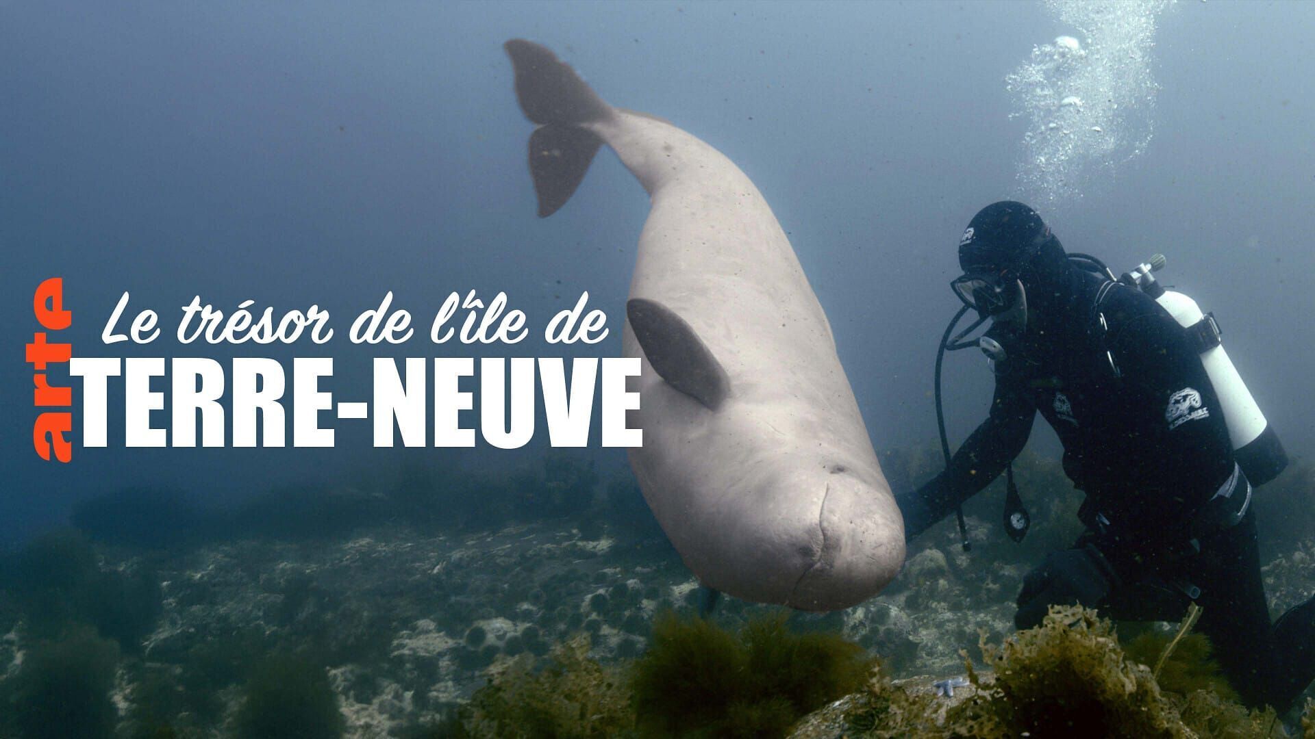 Vignette du programme télé Le trésor de l'île de Terre-Neuve