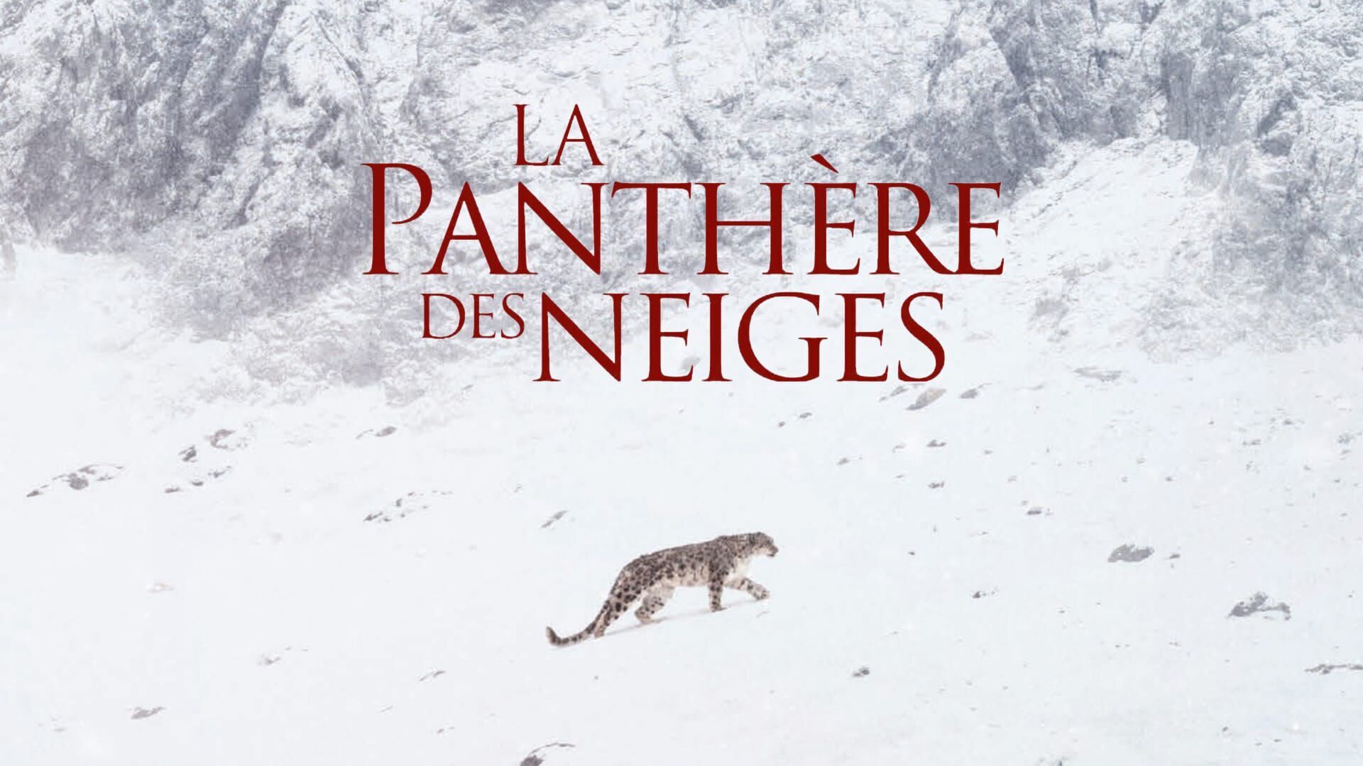 Vignette du programme télé La panthère des neiges