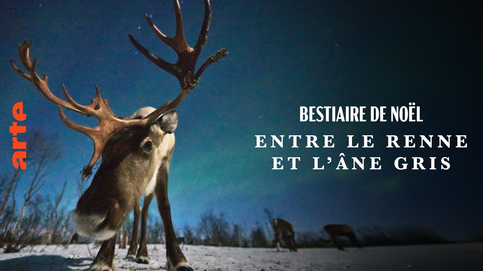 Vignette du programme télé Bestiaire de Noël : Entre le renne et l'âne gris