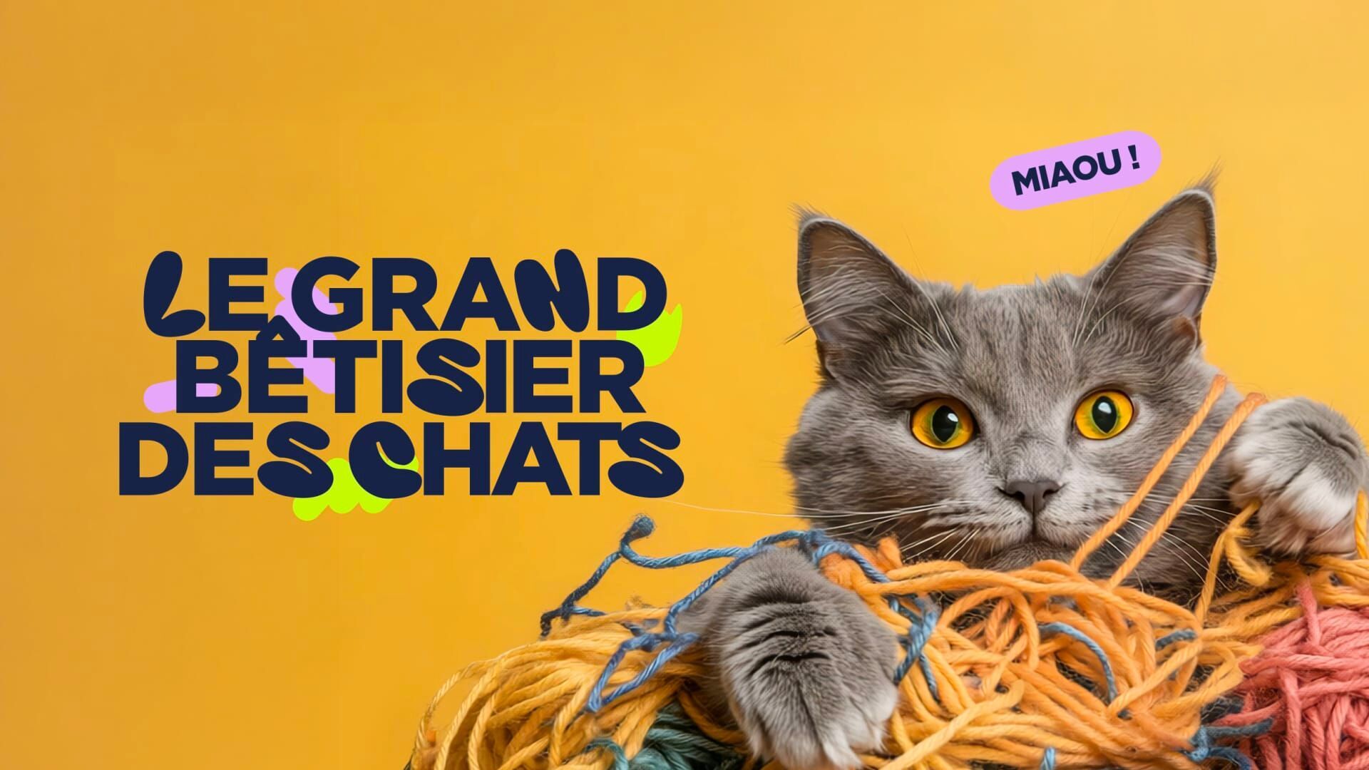 Vignette du programme télé Le grand bêtisier des chats