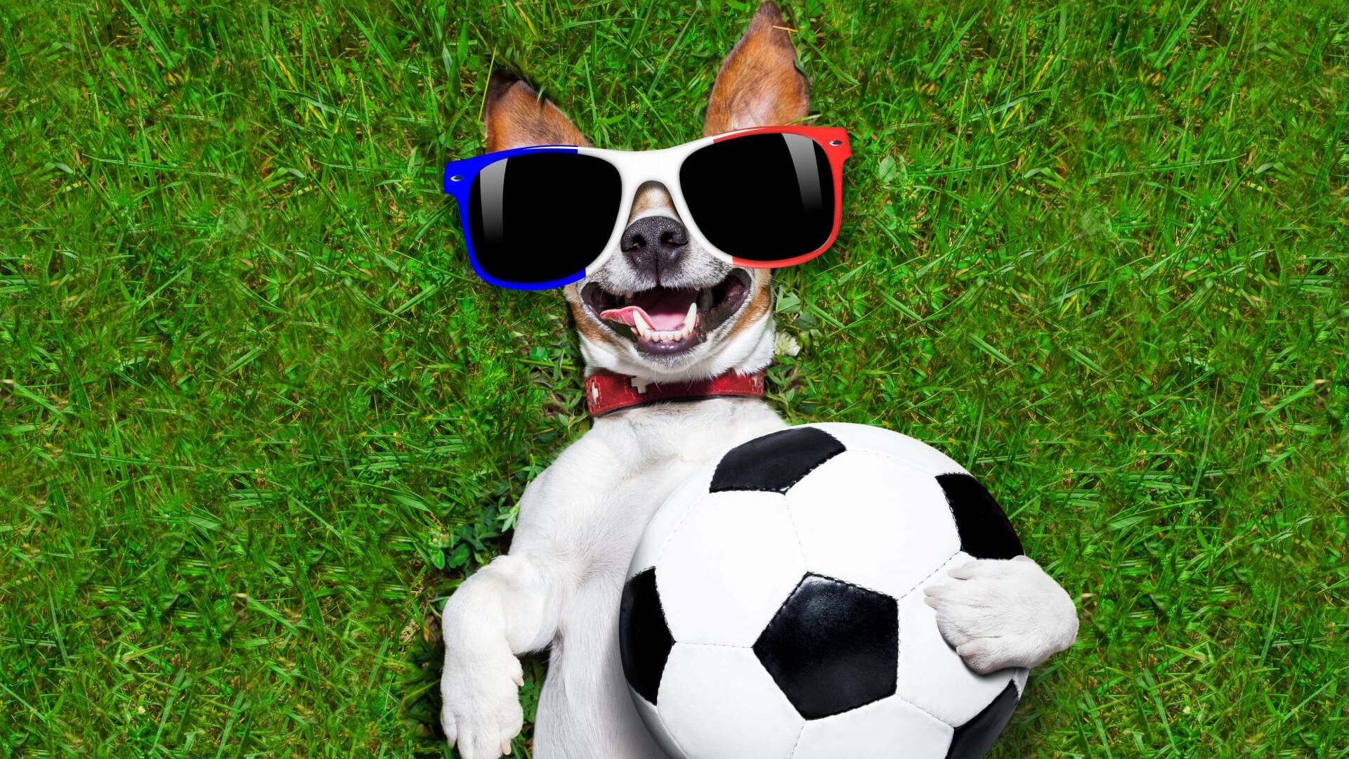 Vignette du programme télé Le grand bêtisier