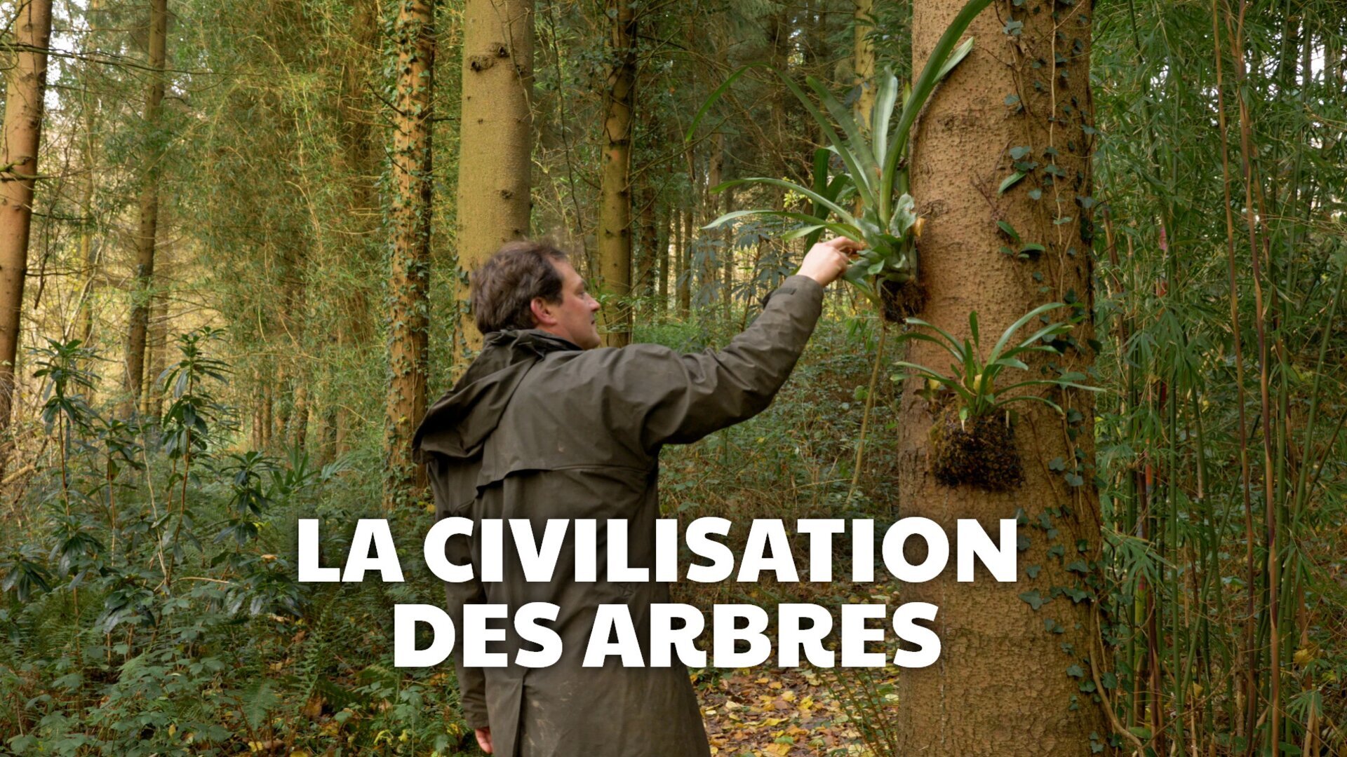 Vignette du programme télé La civilisation des arbres