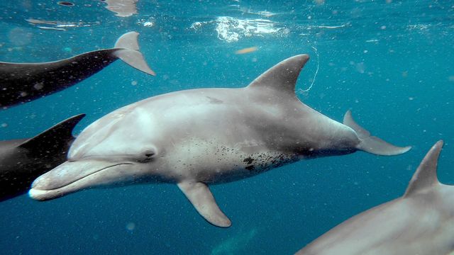 Vignette du programme télé L'Afrique vue du ciel - Saison 1