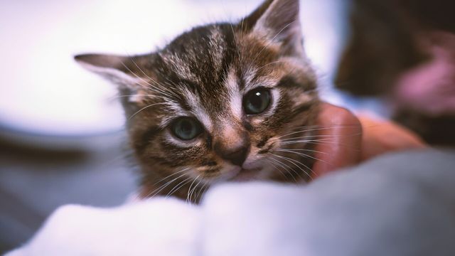 Vignette du programme télé Chiens et chats sans collier - Saison 4