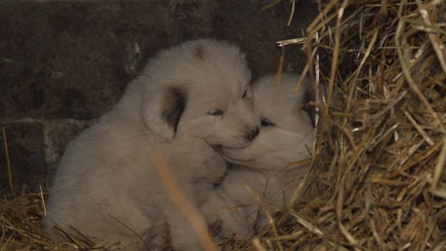 Vignette du programme télé Chiots & chatons, 3 mois pour devenir grand - Saison 1