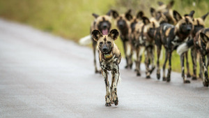 Vignette du programme télé Sur la piste des chiens sauvages d'Afrique (Premiers contacts) S1 (1/6)