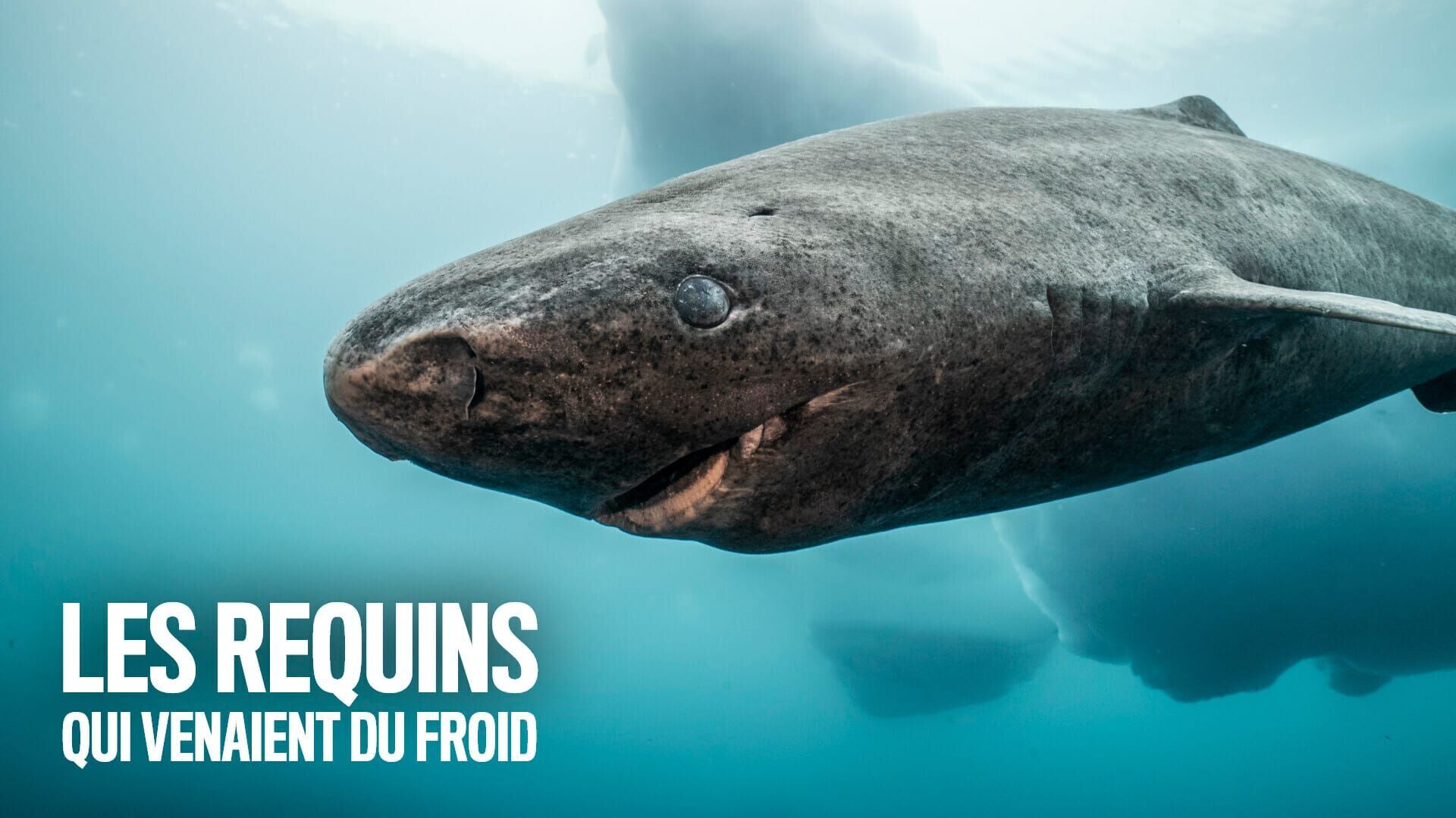 Vignette du programme télé Les requins qui venaient du froid