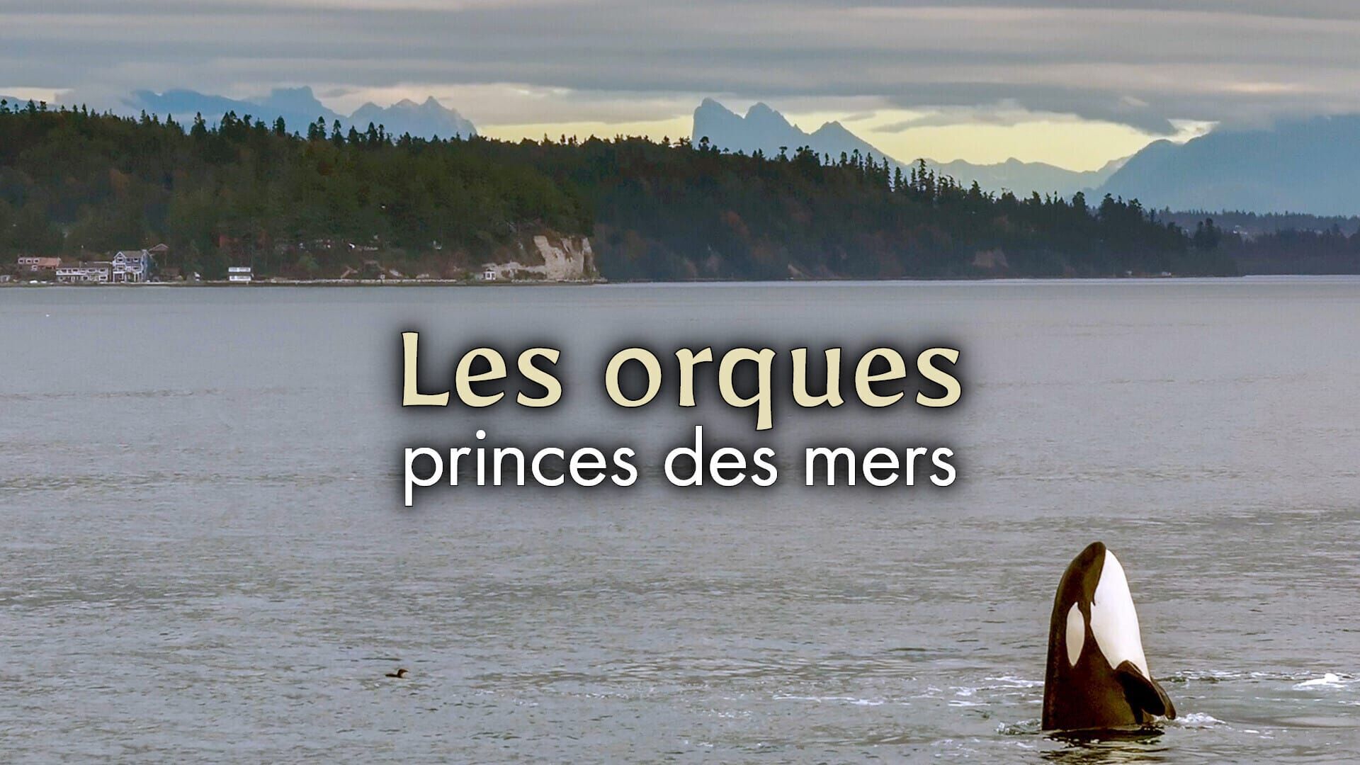 Vignette du programme télé Les orques, princes des mers