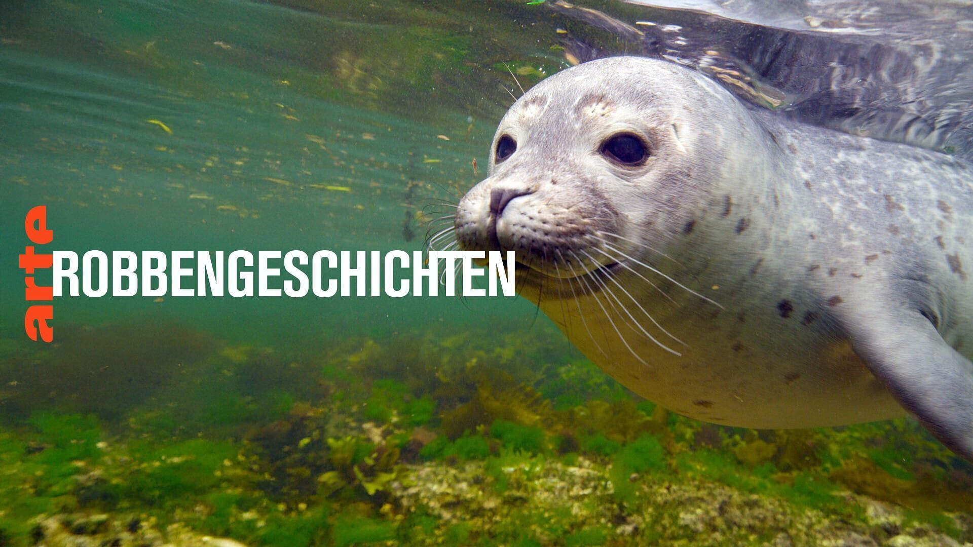 Vignette du programme télé Histoires de phoques : entre terre et mer