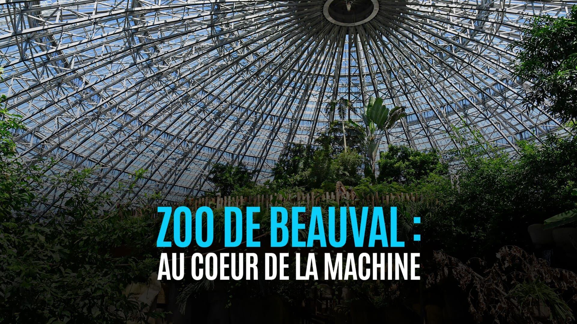 Vignette du programme télé ZooParc de Beauval : au coeur de la machine