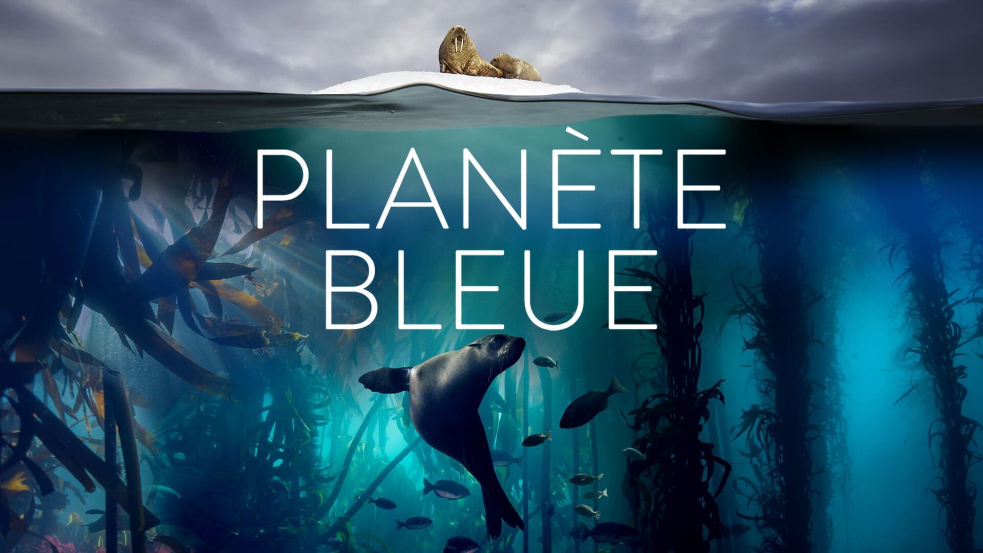 Vignette du programme télé Planète bleue