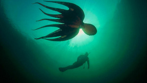 Vignette du programme télé Une pieuvre dans mon salon