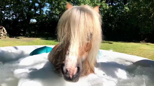 Vignette du programme télé Le super bêtisier