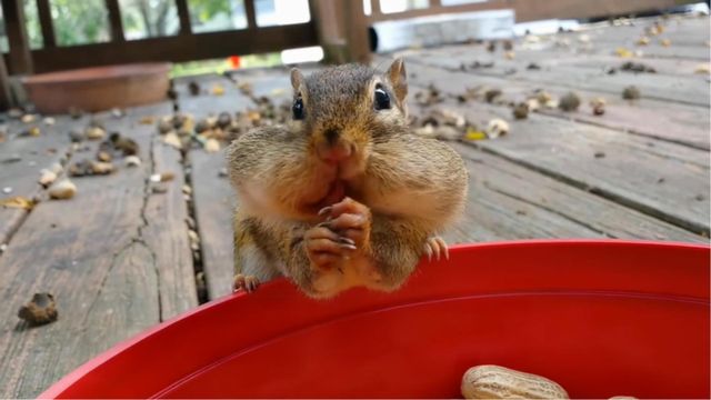 Vignette du programme télé Le super bêtisier