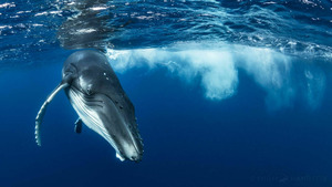 Vignette du programme télé Les âmes des océans