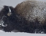 Vignette du programme télé Yellowstone : Nature extrême