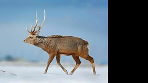 Vignette du programme télé Survivre à l'hiver