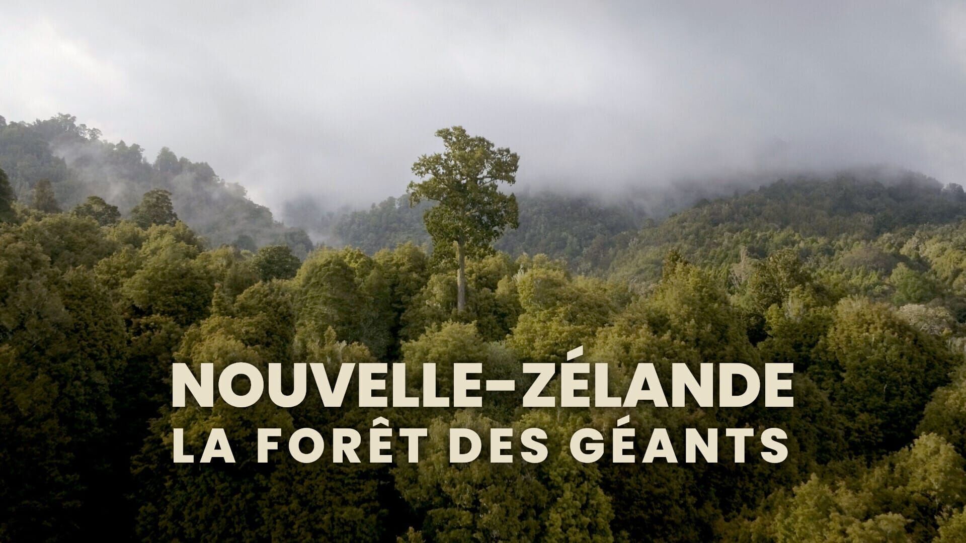 Vignette du programme télé Nouvelle-Zélande : La forêt des géants