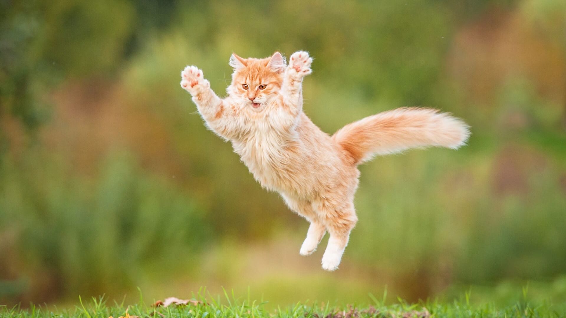 Vignette du programme télé Le super bêtisier