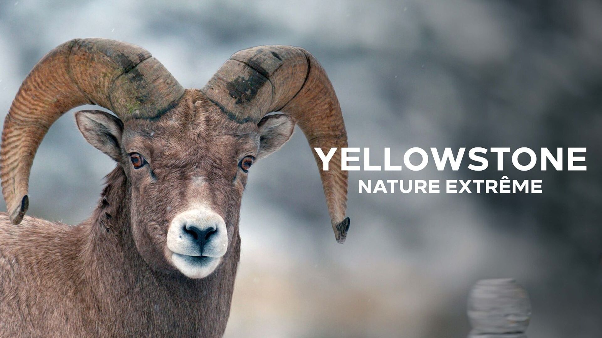 Vignette du programme télé Yellowstone : Nature extrême