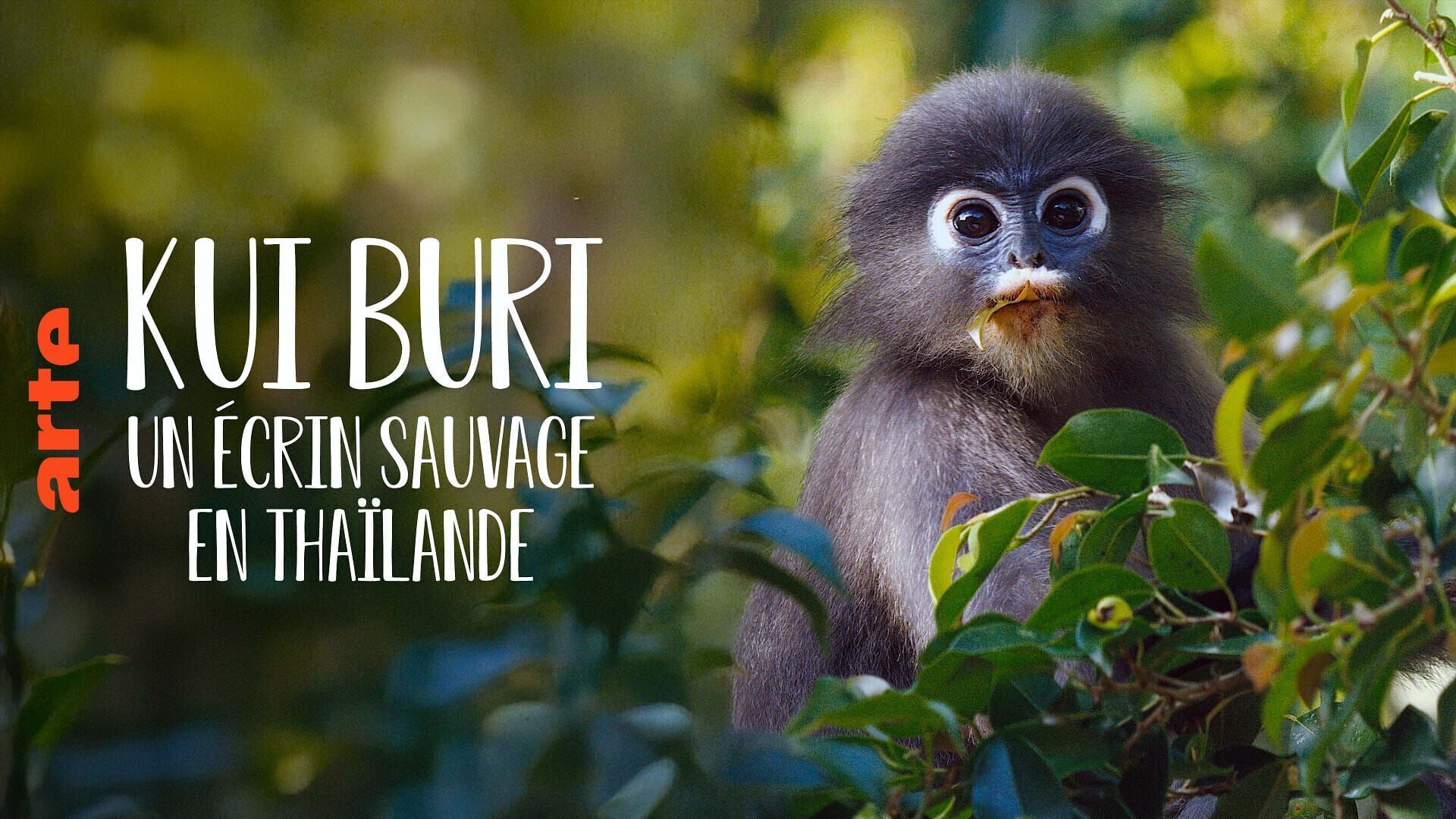 Vignette du programme télé Kui Buri, un écrin sauvage en Thaïlande