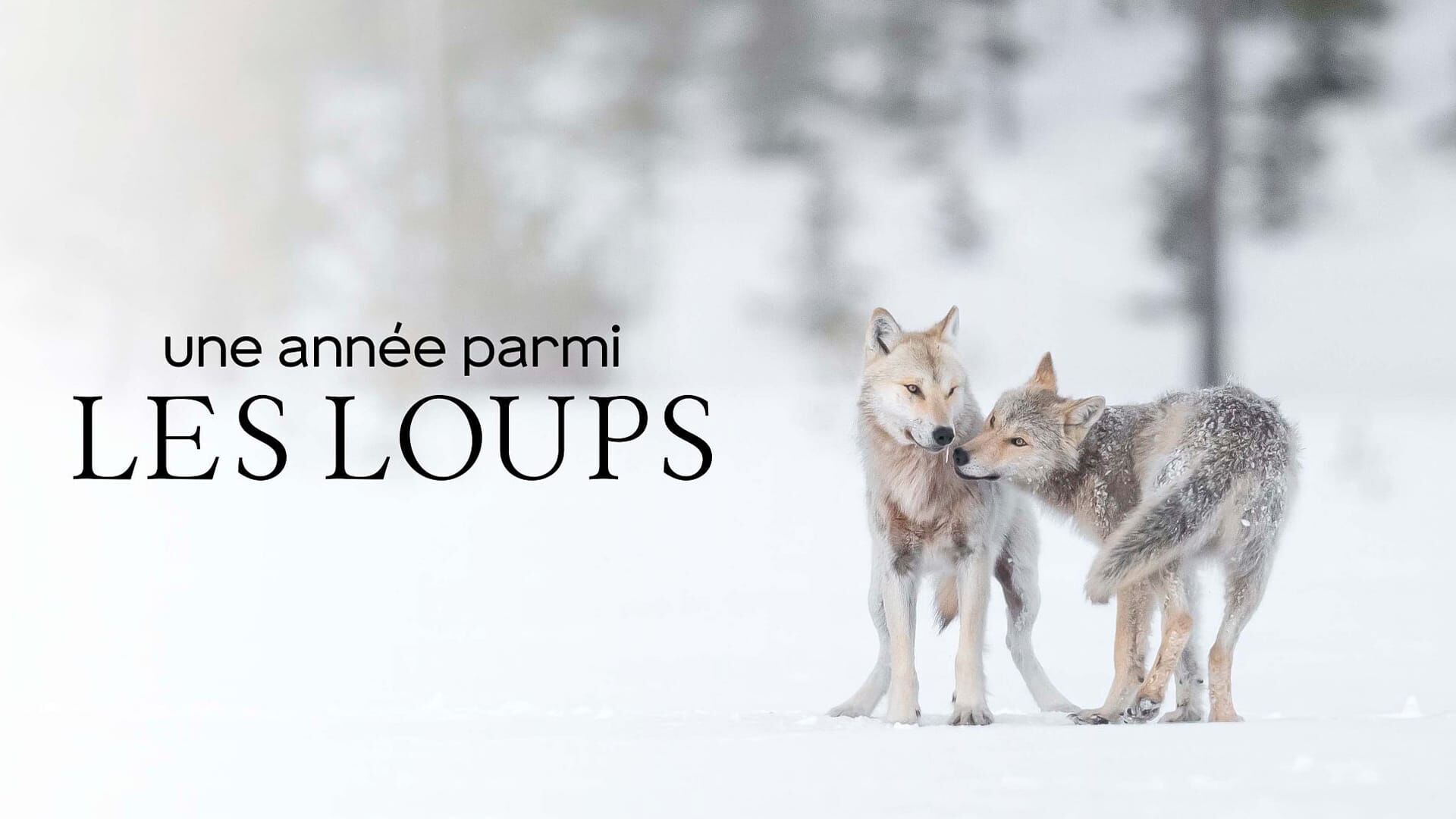 Vignette du programme télé Une année parmi les loups