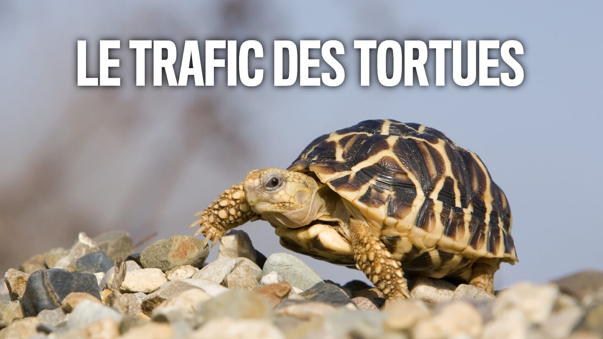Vignette du programme télé Le trafic des tortues