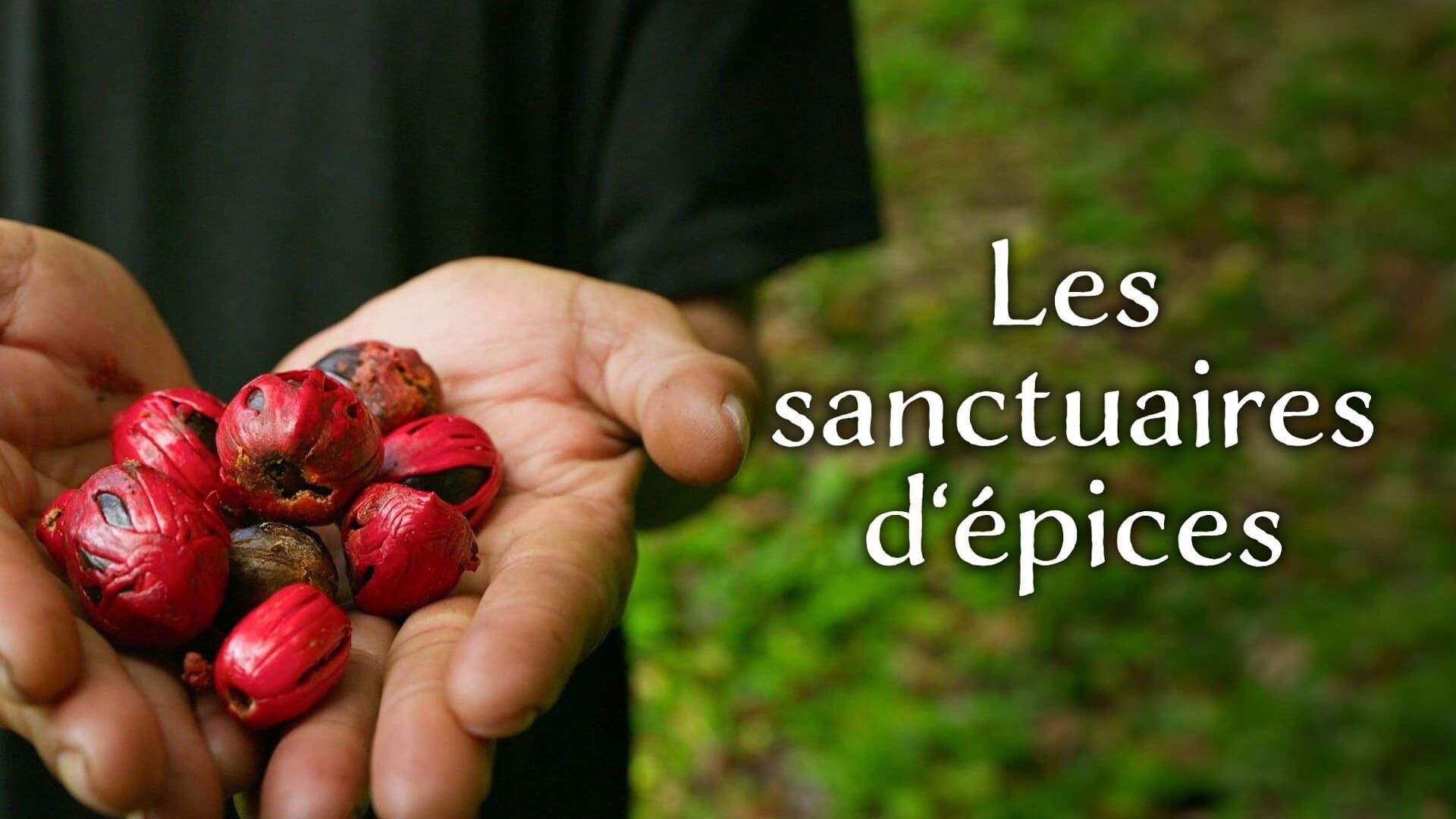 Vignette du programme télé Les sanctuaires d'épices