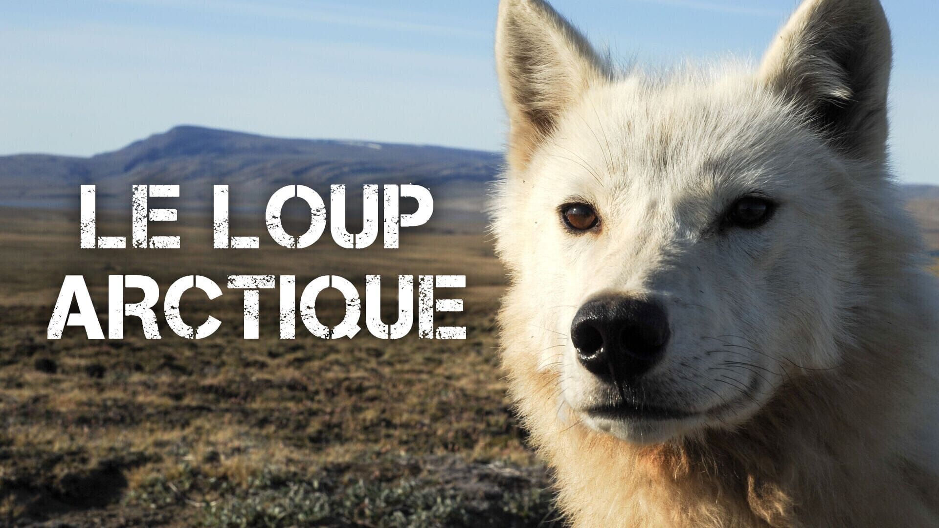 Vignette du programme télé Le loup arctique