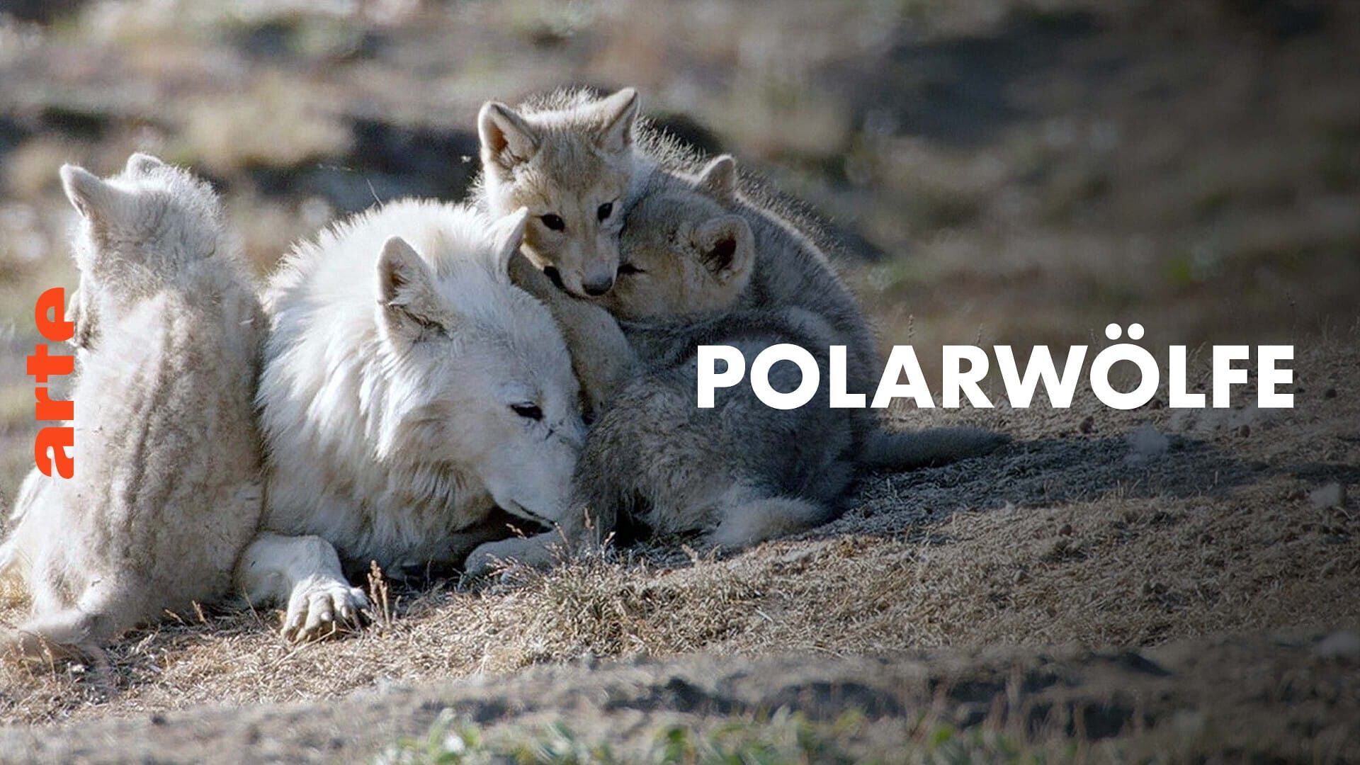 Vignette du programme télé Le loup arctique