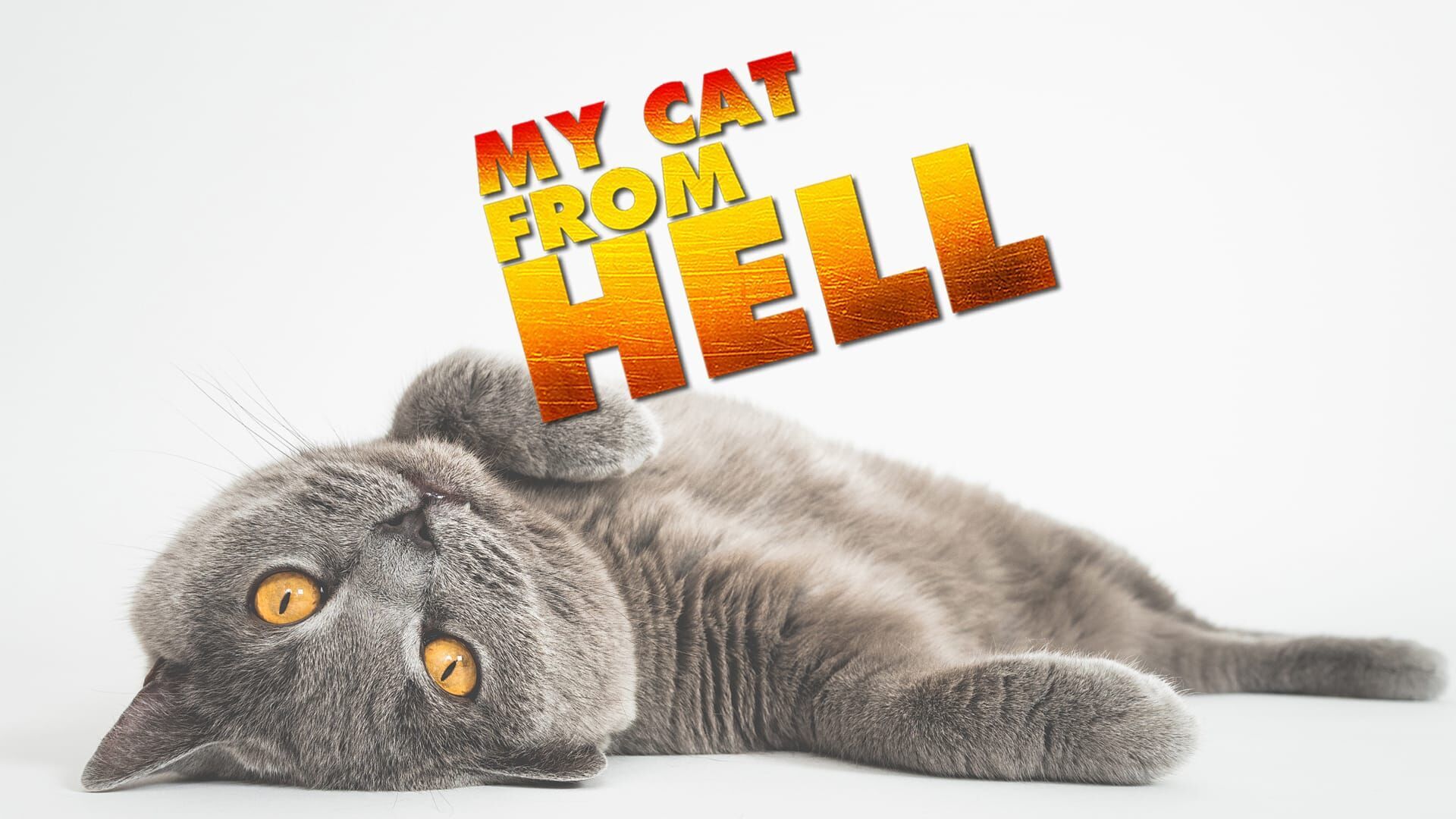 Vignette du programme télé Hell's Cat : mon chat est un cauchemar