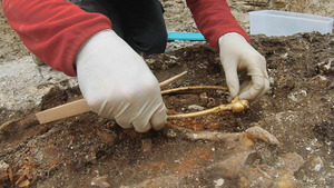 Vignette du programme télé L'énigme de la tombe celte
