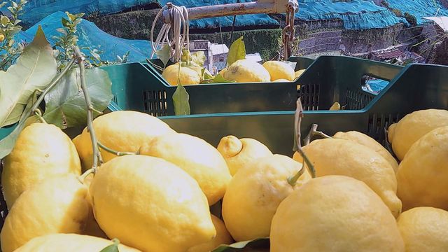 Vignette du programme télé Un monde d'agrumes - Saison 1