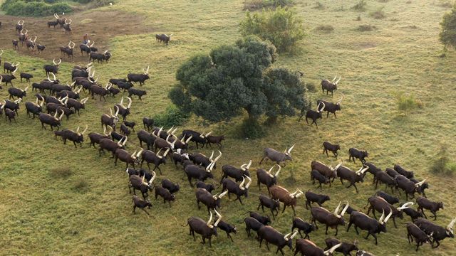 Vignette du programme télé L'Afrique vue du ciel - Saison 1