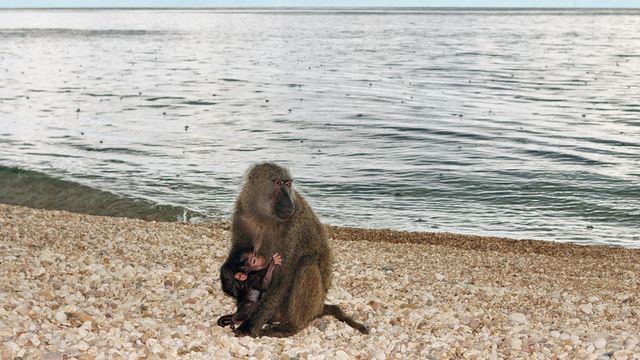 Vignette du programme télé Le lac Tanganyika, la source de vie de l'Afrique