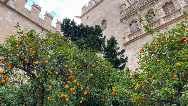 Vignette du programme télé Un monde d'agrumes - Saison 1