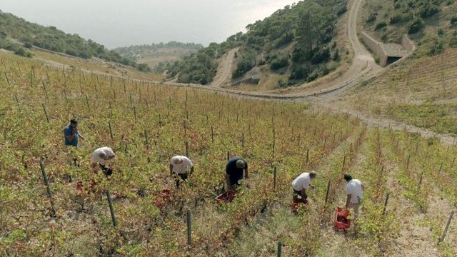 Vignette du programme télé Des vignes et des hommes - Saison 2