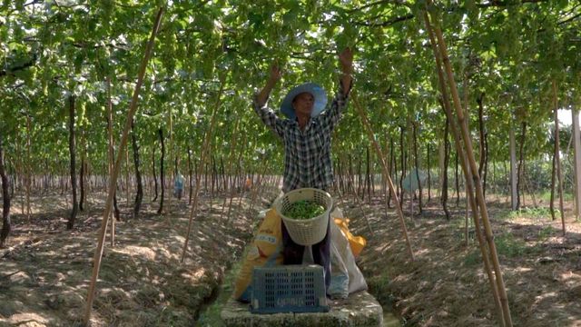 Vignette du programme télé Des vignes et des hommes - Saison 2