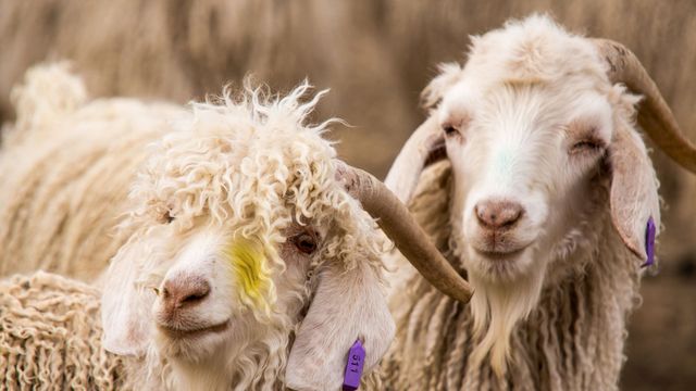 Vignette du programme télé GEO Reportage
