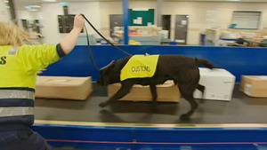 Vignette du programme télé Douanes sous haute surveillance (Birds Nest from Hong Kong/Furniture Factory/Drunk Flirting Girls) S4 (1/20)