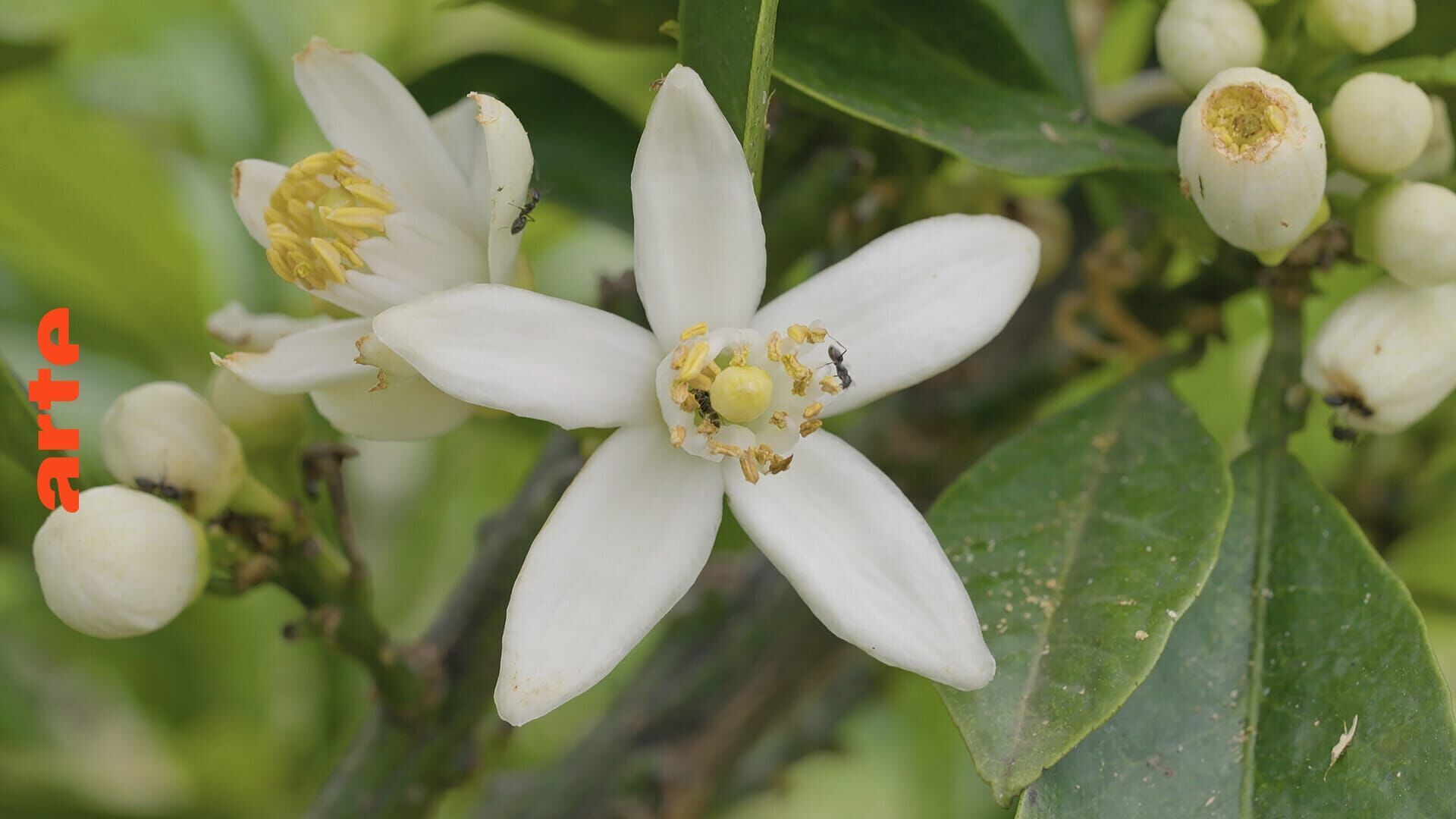 Vignette du programme télé Un monde d'agrumes