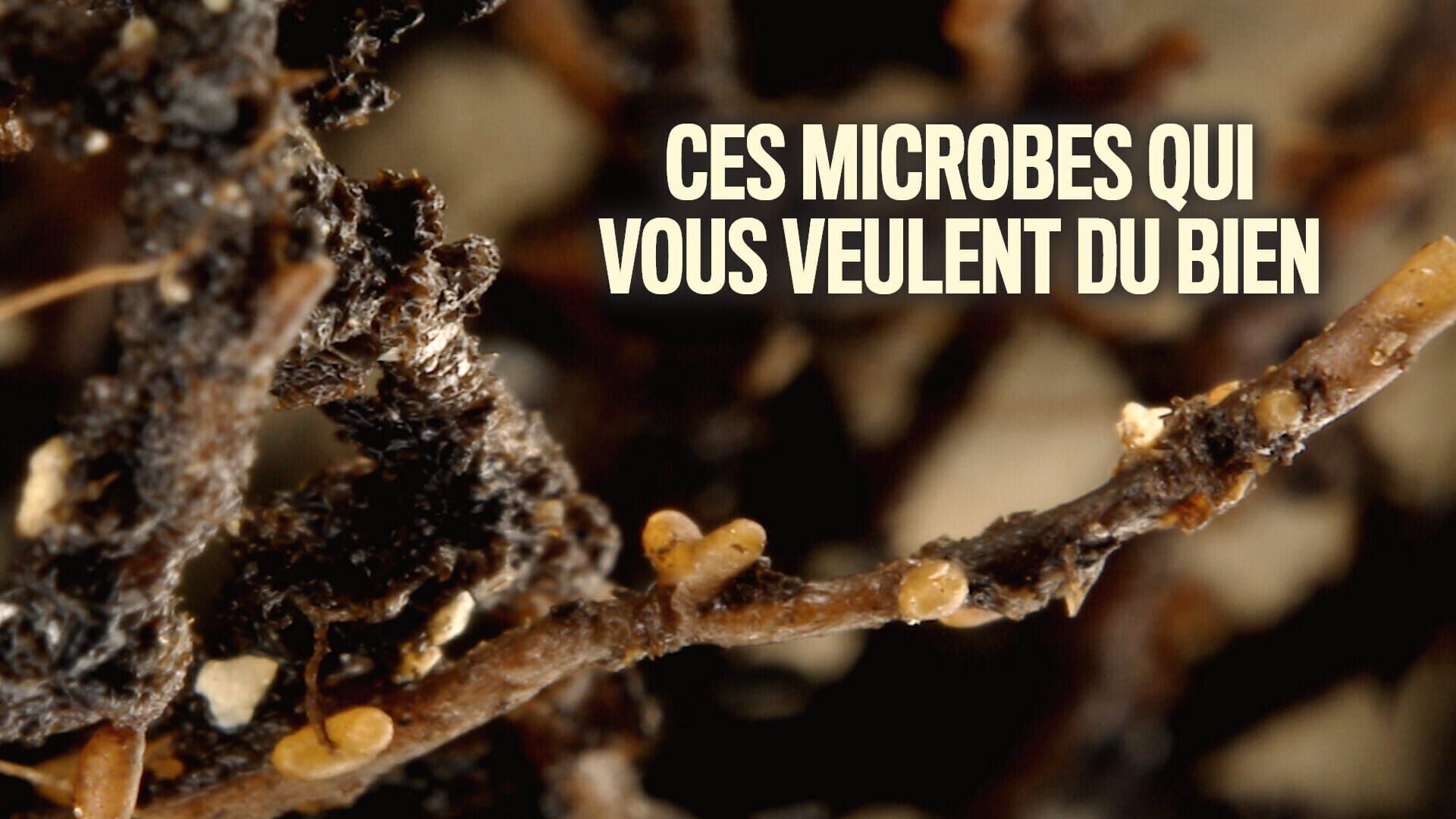 Vignette du programme télé Ces microbes qui vous veulent du bien