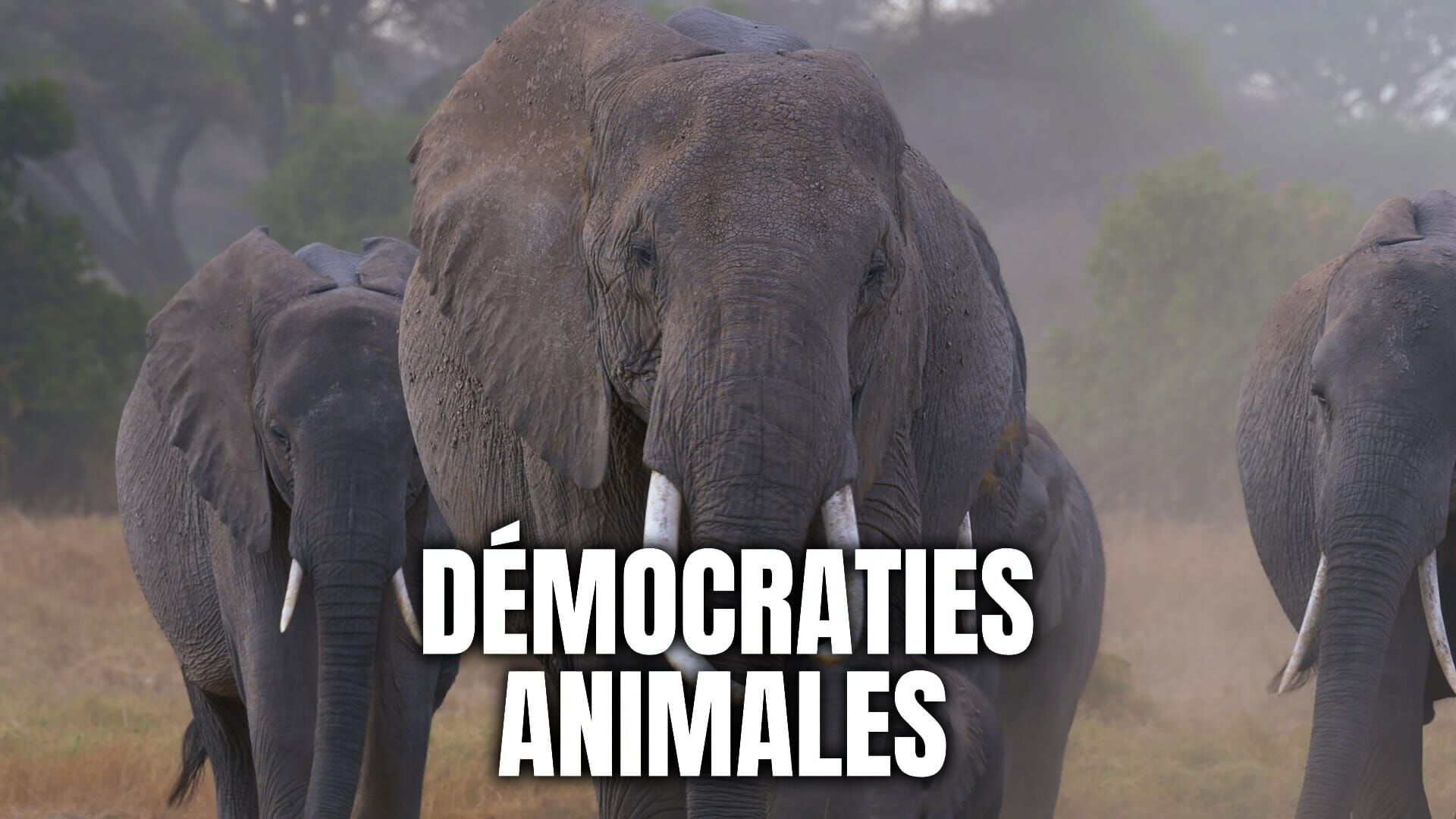 Vignette du programme télé Démocraties animales