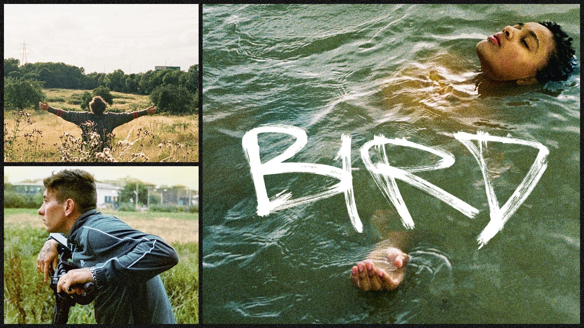 Vignette du programme télé Bird