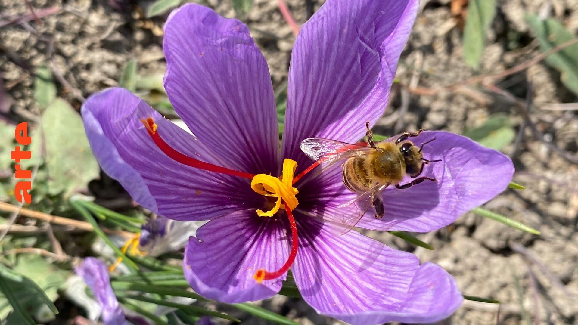 Vignette du programme télé Les sanctuaires d'épices