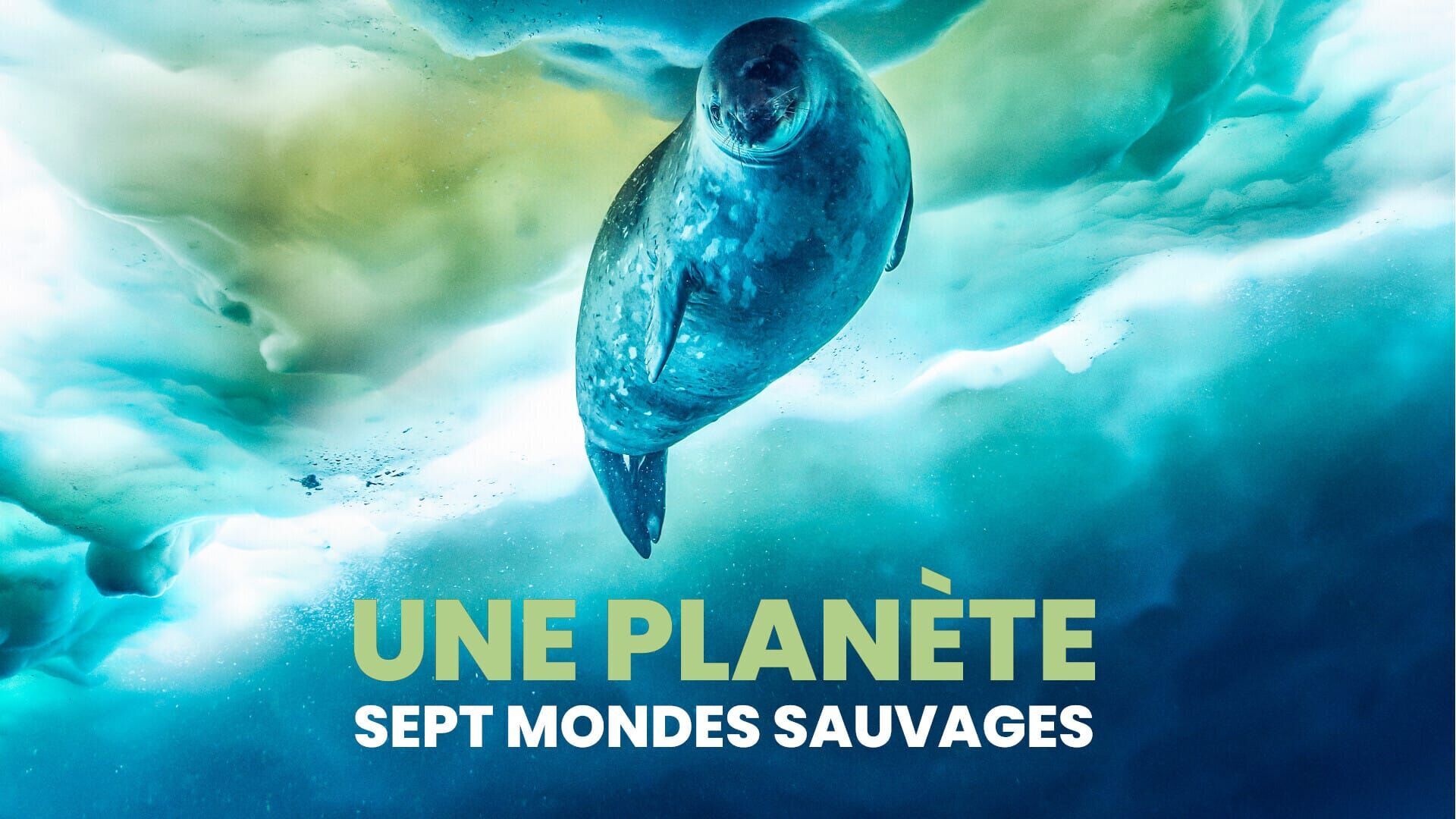 Vignette du programme télé Une planète, sept mondes sauvages
