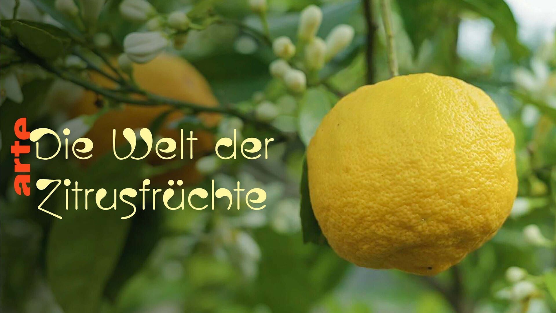 Vignette du programme télé Un monde d'agrumes