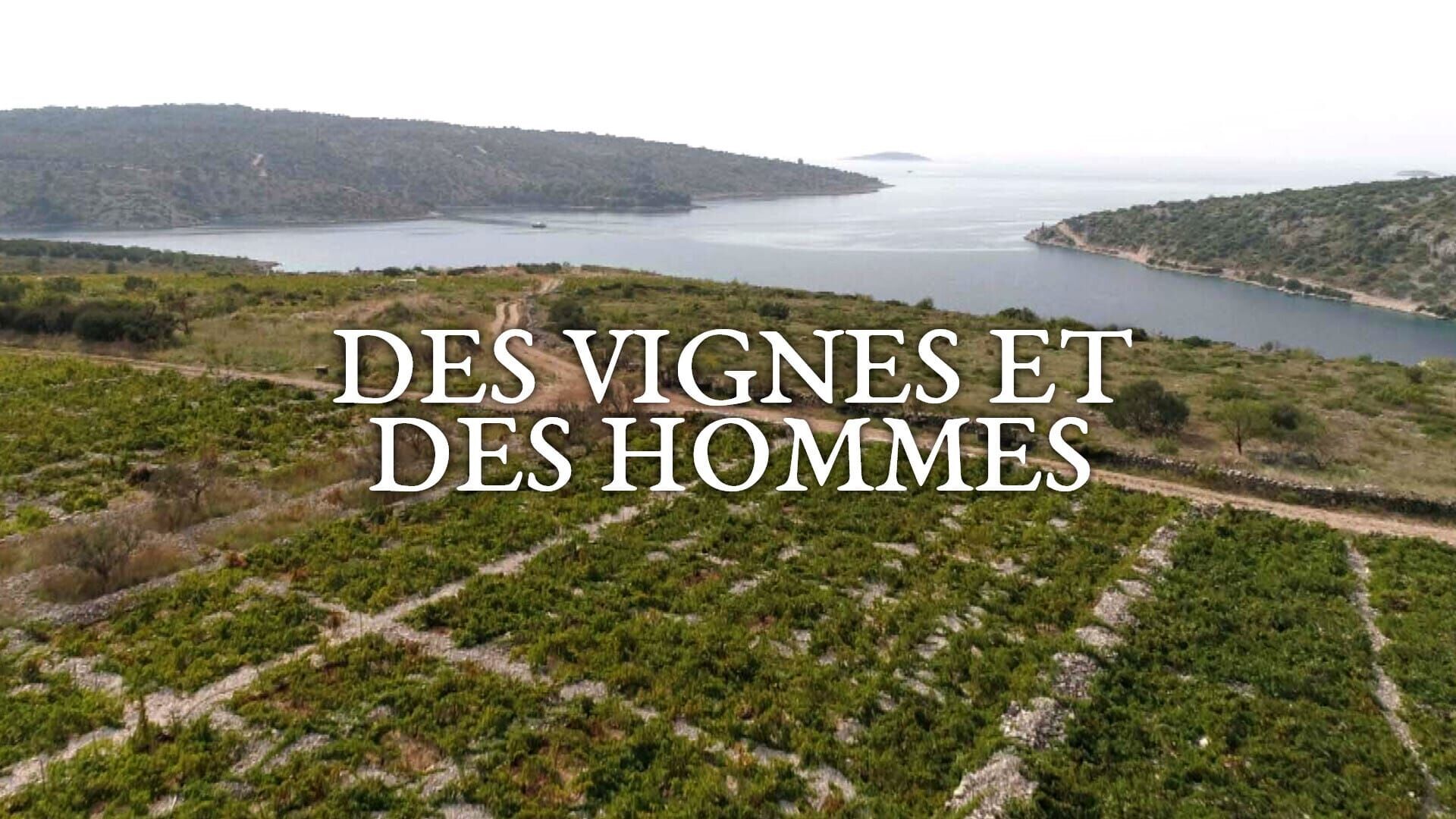 Vignette du programme télé Des vignes et des hommes