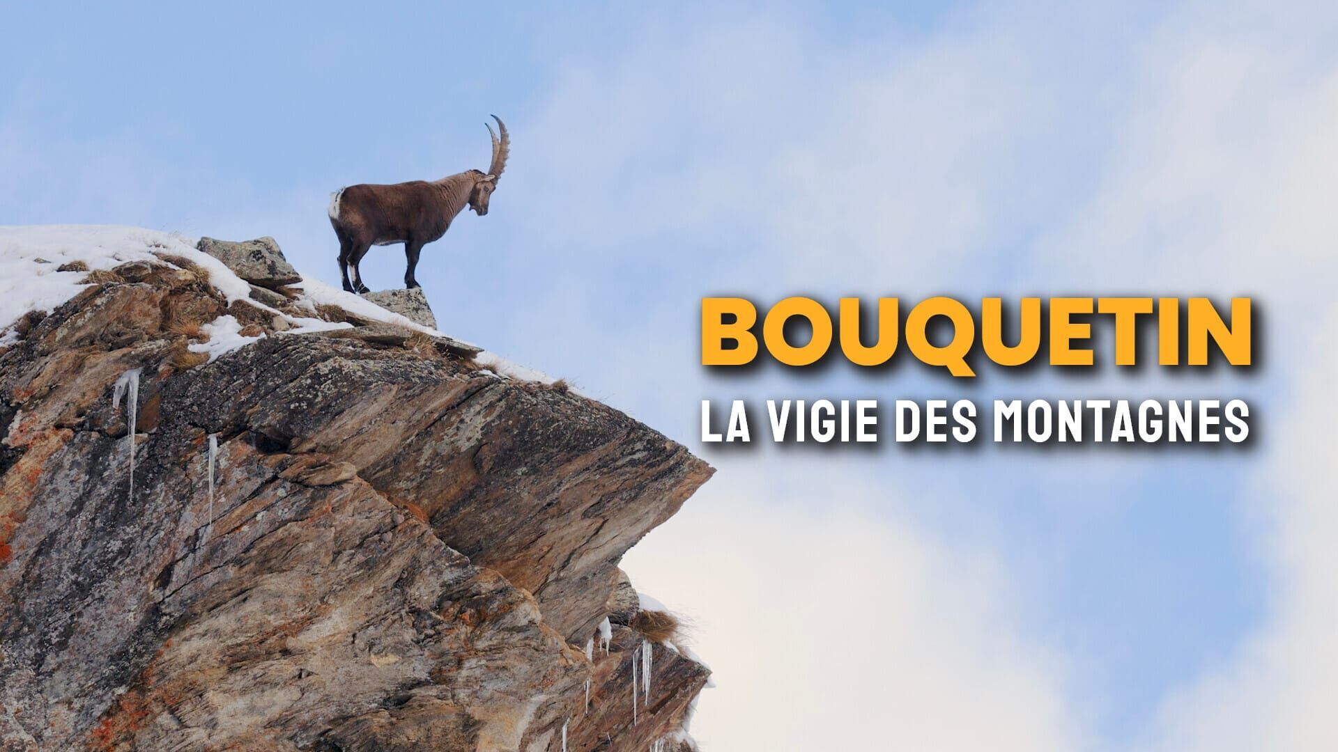 Vignette du programme télé Bouquetin, la vigie des montagnes