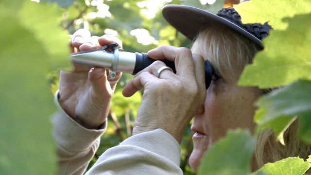 Vignette du programme télé Des vignes et des hommes - Saison 2